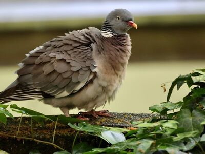 bird, wood pigeon, botany, leaves, nature, blue collar, insect, garden, green leaves, bird feathers, outdoor scene, ruffled, calm, animal, nature observation, detail, trees, stepped off tree, natural habitat