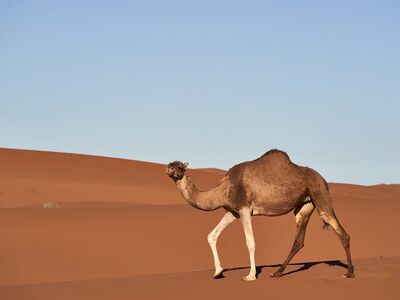 camel, desert, nature, sand, blue sky, hot weather, dromedary, natural landscape, desert landscape, drought, african desert, animal, desert animal, creature, sun, lonely, calm, wilderness, aridity, tourism