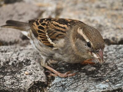 sparrow, bird, feathers, feather color, gray-brown, paving stones, close-up, one animal, nature, wildlife, natural environment, ornithology, birdlife, pecking, ground, beak, ecosystem, color, environment, natural world