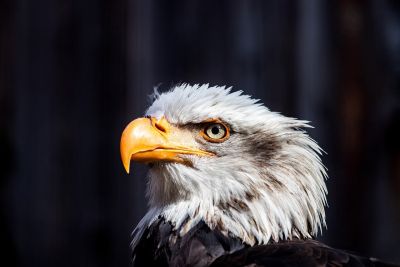 eagle, bird of prey, beak, feathers, portrait, nature, eye, wild, detailed, focus, energetic, view, head, white, strong, proud, symbol, domain, rugged, dominant