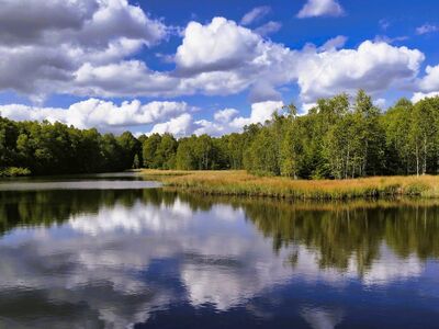 water surface, reflection, trees, clouds, lake, reeds, nature, sky, clear, wellbeing, calm, relaxation, view, trip, hiking, pond, landscape, hiking trail, peaceful, panorama, summery