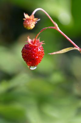 strawberry, water drop, raindrop, nature, fruit, red, leaves, sweet, vitamins, macro, plant, edible, summery, fresh, ecology, organic, wild, droplet