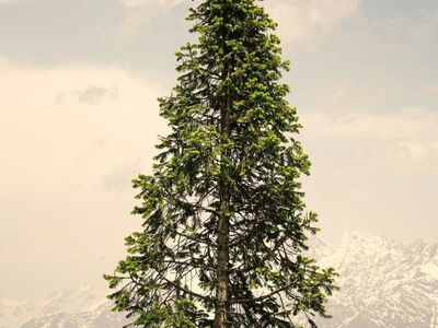 tree, nature, forest, wood, texture, bark, mountain landscape, spruce, decoration, winter, trunk, christmas theme, solitude, sky, calm, sparse, tourism, natural scenery, lonely, clear