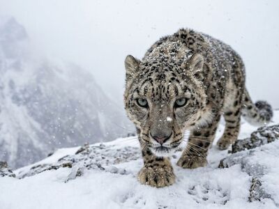 snow leopard, panthera uncia, big cat, predator, snow, camouflage, winter, fur, rosettes, fangs, rocks, nature, whiskers, cat eyes, paws, environment, mountains, thick coat, wildlife, carnivore, intense gaze