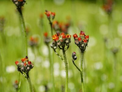 hieracium aurantiacum, orange flower, wildflower, asteraceae, blooming, natural habitat, summer, green background, macro photography, garden, perennial, insects, flying, nature, outdoors, seasonal, meadow flower, fragile, summer flower, mountain flower