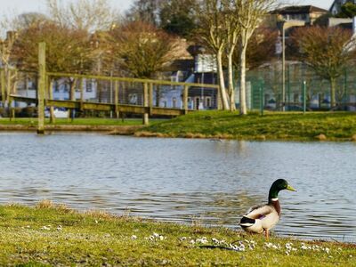 duck, pond, bridge, green, trees, grass, sunny, landscape, urban, united kingdom, stranraer, outdoors, nature, buildings, light, bird, water, wings, feathers, uk
