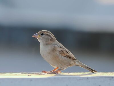 sparrow, small bird, animal, nature, ornithology, wildlife, feathers, beak, birdsong, songbird, perched, outdoors, light, beauty, natural, elegance, bird photography, daylight