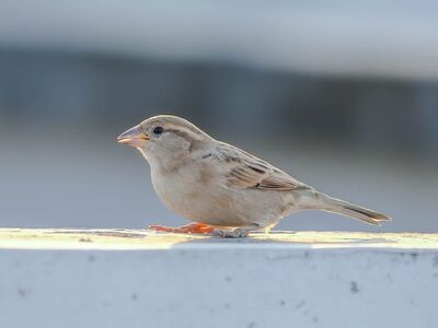 house sparrow, bird, songbird, outdoors, perched, fauna, plumage, feathers, female, bright background, focus, light, detailed, beak, nature, outside, railing, natural, simplicity, light and shadow
