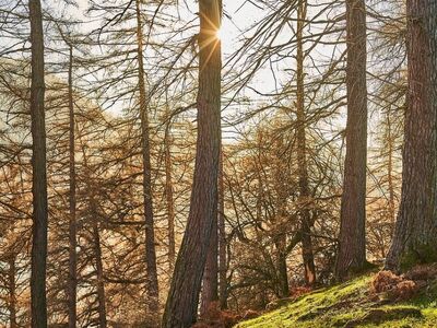 forest, trees, sunlight, sunburst, nature, woodland, hillside, morning, sunrise, rays, backlight, shadows, golden hour, peaceful, grass, green, trunks, branches