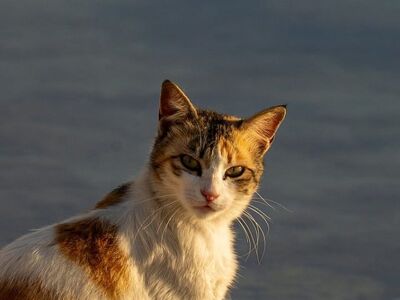 cat, animal, domestic cat, calico, nature, sunlight, water, grass, outdoors, peaceful, sunset, animal portrait, furry, majestic, cat gaze, pet, quiet, simplicity, abstract, details, sunset by the water, wild nature