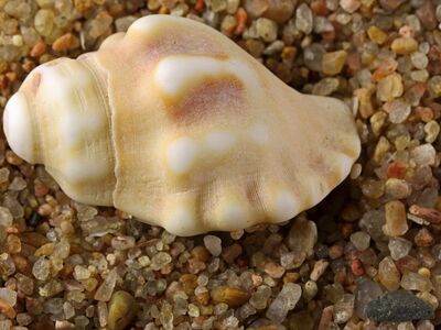 empty shell, spiral, white color, beach sand, marble stone, snail shell, soil texture, brown color, close-up, texture, conical shape, natural material, macro photography, natural pattern, embedded, ocean, discovery, nature, ocean shore, natural structure