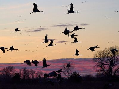birds, flight, sunset, sandhill cranes, migration, nature, wings, landscape, midwest, nebraska, usa, morning, silhouette, trees, western sky, wildlife, count, dewy, summer sky, blue hour