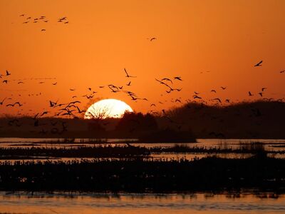 birds, flight, nature, wings, sunset, river, sandhill cranes, migration, landscape, nebraska, midwest, twilight, beautiful scene, wildlife, ecosystem, morning, clouds, sky, flock