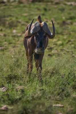 gnu, wildlife, grassy landscape, wild mammal, african animal, horns, beast, equatorial africa, herbivore, white beard, day, curious, wild animals, animal life, savanna, exploration, in nature, magnificent creature, camouflage, headgear