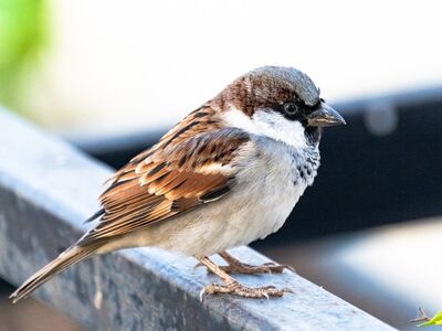 sparrow, bird, ornithology, wildlife, nature, feathers, songbird, sitting, passerine, avian, railing, male bird, beak, animal detail, animal, urban wildlife, bird watching, pants, european bird, winged