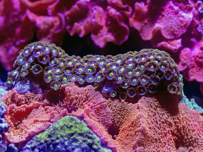 coral, underwater, sea, ocean, aquarium, tropical, marine, reef, macro, cairns aquarium, colorful, sea life, exotic, purple, pink, diving, beauty, nature, glowing, biological