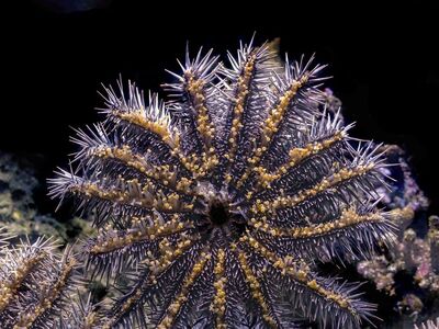 starfish, aquarium, marine life, nature, underwater, ecosystem, close-up, pest, crown of thorns starfish, cairns, coral reefs, thorns, biology, relaxation, unique pattern, aquarium fish, ocean conservation, coral, sea creature