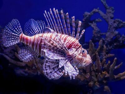 lionfish, fish, underwater, nature, aquarium, sea, marine, colorful, exotic, poisonous, dangerous, tank, scorpionfish, butterfly cod, cairns aquarium, reef, tropical, coral, marine life, spiny fins, underwater beauty