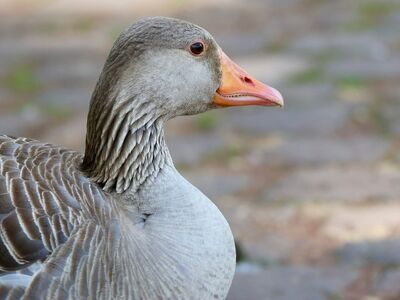 greylag goose, wild goose, bird, nature, feather, beak, wildlife, park, brown, gray, domestic animals, waterfowl, outdoors, curious, calm, fauna, calm face, lonely, close-up, beauty, goose