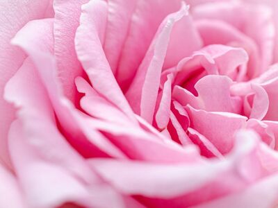 pink, mac wallpaper, flower, free wallpaper, 4k wallpaper, rose, full hd wallpaper, abstract, beautiful wallpaper, laptop wallpaper, macro, details, hd wallpaper, petals, soft light, romance, nature, beauty, delicate, natural, art, background, rose flower, wallpaper hd, floral background, 4k wallpaper 1920x1080, light, flower background, bouquet, free background, pastel, flower wallpaper, wallpaper 4k, beautiful flowers, cool backgrounds, softness, desktop backgrounds, windows wallpaper, blossom