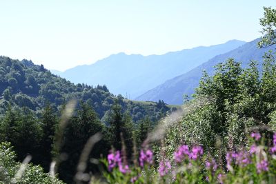 mountain, forest, panorama, nature, mountains, summer, green, hills, sunlight, wildflowers, travel, hiking, quiet, view, aerial view, landscape, countryside, sight, distant landscape