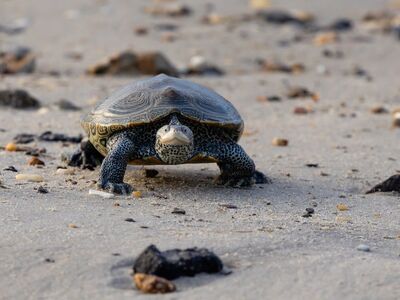 turtle, sand, beach, reptile, shell, rocks, nature, wild, natural, wildlife, slow, coastal, endangered, ecosystem, biological, slow motion, shore, body