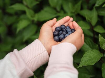 hands, blueberries, nature, child hands, healthy eating, fruit, fresh, harvest, wild berries, green leaves, summertime, children activities, culinary, child joy, minimalism, pure, simplicity, skin, sleeve