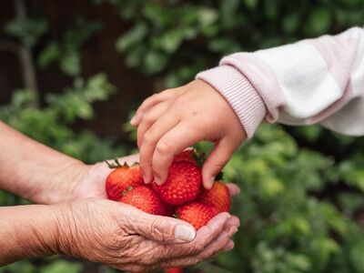 strawberries, hand, giving, garden, interaction, nature, family, childhood, generation, summer, red fruit, harvest, children, grandparent, trust, care, handcrafted, kindness, aging, intergenerational, caregiving