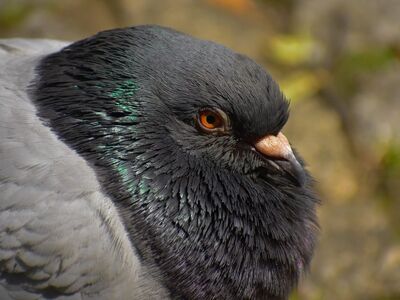 pigeon, bird, portrait, nature, detail, beak, eye, gray, wilderness, close-up, texture, orange, urban, feather, wild, bird beak, rock, nature animal, life in nature