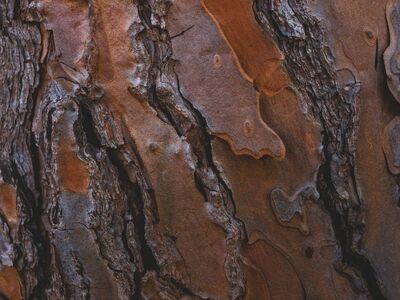 bark, beautiful wallpaper, wood, texture, surface, natural, tree, brown, pattern, detail, branch, old, everyday, nature, decorative, organic, artistic, log, abstract, background, structure
