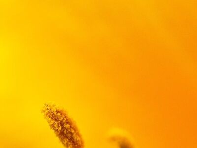 detail, iphone wallpaper, macro, mobile wallpaper 4k, yellow, ipad wallpaper, stamen, blur, wallpaper, flower wallpaper, beautiful wallpaper, abstract, blurred background, flower, mobile wallpaper, nature, botany, phone wallpaper, background, lock screen wallpaper, bright, silhouette, close-up, beautiful flowers, gentle, samsung wallpaper, colorful, floral background, beauty, flower background, aesthetics, softness, art