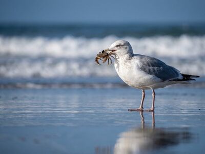seagull, crab, ocean, beach, wildlife, nature, prey, food, sea, water, coast, hunter, bird, predator, summer, sand, waves, black-headed gull, hunt, food source