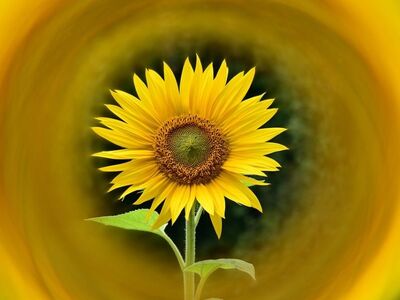 sunflower, yellow flower, nature themes, spiral background, summer vibe, green leaves, solitude, bright colors, circular composition, background blur, beauty of nature, lone flower, artistic photography, beautiful nature, simplicity, full colors, flower photography, contrast, art and nature, zen garden