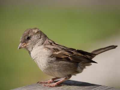 bird, sparrow, nature, natural environment, brown, wooden, looking, outdoors, detail, close-up, soft light, bird life, curious, feeding, beak, ruffled, elevated, outside