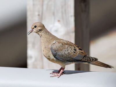 dove, bird, nature, feather, urban, perching bird, nature photography, urban nature, wild bird, animal photography, natural habitat, beautiful bird, gray bird, locality, ornithology, avian, wildlife, close up, birdwatching, wings, outdoor photography