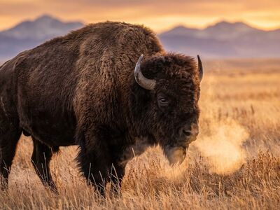 bison, sunset, nature, tundra, autumn, mountains, american bison, breath in cold, grass, mammal, animal, wilderness, steam, trending, thick fur, western american, body, horn, fur