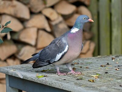 pigeon, purple, wood, feeding, table, nesting, nature, feathers, wild, bird species, birdwatching, feathered, urban wildlife, red beak, garden, area, colorful, natural habitat, neck