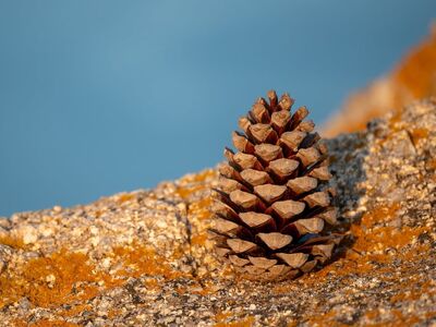 pinecone, rocks, summer evening, corsica, sea, focus, balance, nature, still life, red, golden, island, passion, travel, relaxation, coastal landscape, silence, rest, beauty, harmony