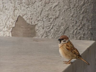 sparrow, nature, bird, wildlife, ornithology, feathers, beak, perched, fauna, concrete, texture, explore, wall, small, outdoor, statue, plumage, breeze, birdwatching