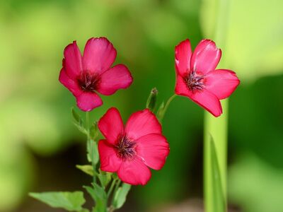 red flax, flower in meadow, red blossoms, garden flower, beauty of nature, close-up, pink, summer blooms, greenery, natural beauty, vivid, botany, soothing, orange, plant, colorful, landscape, environment, fresh air, simplicity