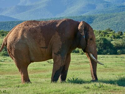 elephant, nature, wild, savannah, animal, skin, ears, tusks, african, grassland, natural environment, large, landscape, grass, elephant family, environment, sense of smell, trunk, herbivore, protected area