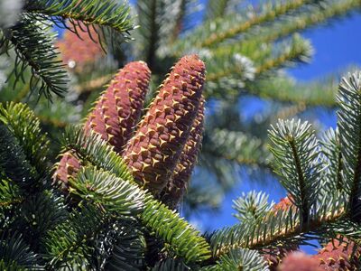pinecone, fir branches, forest, blue-green, needles, fresh air, botany, summer, landscape, nature, spiky, tall tree, outdoor, silver, texture, clear, weather, plant, clean look