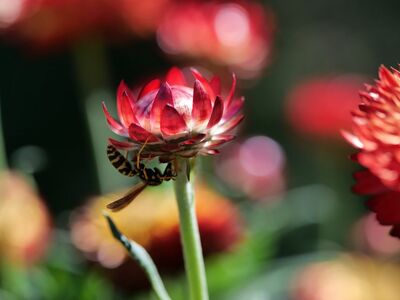 flower, wasp, red, nature, summer, macro, close-up, insect, natural, beauty, leaf, background, bokeh, colorful flowers, outdoor, strawflower, details, colors, garden, pistil