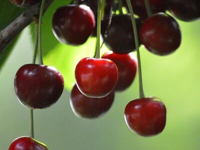 cherries, fruits on tree, nature, branches, fresh fruits, sunlight, summer, red fruits, garden fruits, agriculture, vitamins, juicy, shade of leaves, ripe fruits, green leaves, nature background, fruit cultivation, fruit trees, trees in garden, fruit harvest