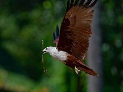 eagle, bird, flight, predator, nature, nest-building, stick, green-background, wings, beak, hunting, solitary, feathers, dense-jungle, wilderness, wild, ecosystem, landscape