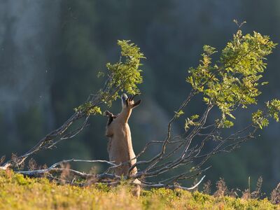chamois, animal, nature, wild, feeding, standing, tree, grazing, feeding from branches, browsing, forest, bovid, sun, clear, nutrition, meadow, grass, natural light