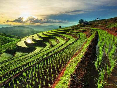 rice fields, terraces, agriculture, nature, sunrise, hills, landscape, ecology, green, seasonal, outdoor, mountains, region, traditional, water, countryside, sun, fresh, farming, culture