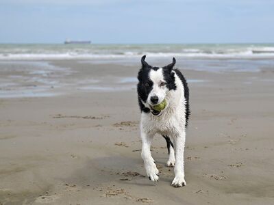 dog, play, beach, toy, sea, ball, sandy, run, border collie, nature, happiness, coast, animal, outdoor, activity, puppy, fun, puddle, cool, dog walking, pet, graceful