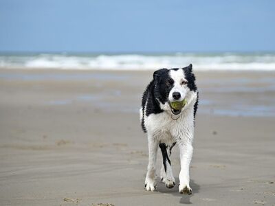 border collie, dog, beach, ball, sea, sand, wet, playing, smart dog, flying in the air, tidal, puppy, coast, active, running, year, chased, sprint, spring, happiness, light