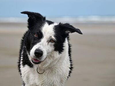 border collie, dog, pet, animal, beach, sea, close-up, snow, nature, sand, wet, playful, white, black, adorable, natural, coastal, outdoor, smile, fun, talking dog, cute dog